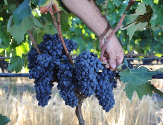 Azienda Agricola Conti Zecca