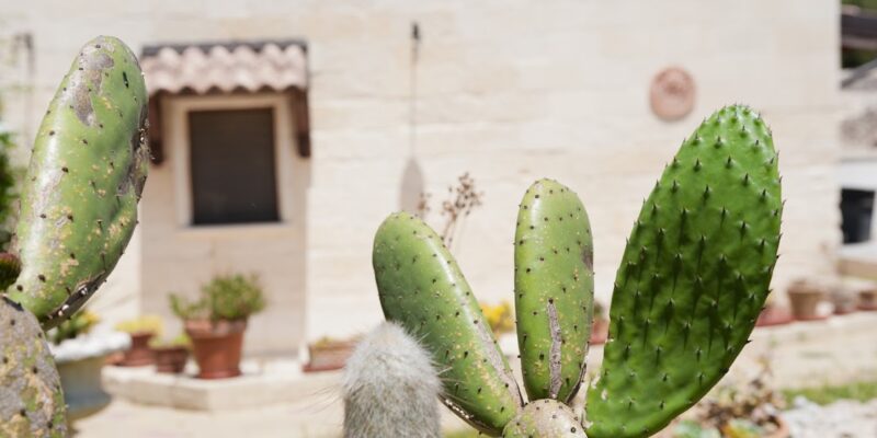 Immobiliare Albanese