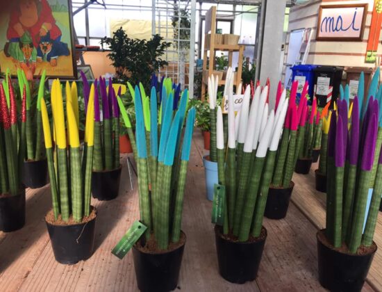 Idea Verde di Rizzo Fabio & C.S.A.S.