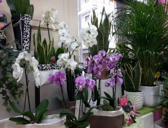 Sunflower di Indraccolo Ivana